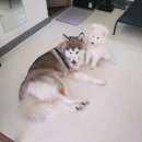 봉화강아지마을 이미지