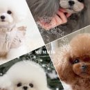 BICHON KOREA 이미지