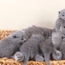 고양이전문점 허니캣 이미지