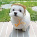 큰나 이미지