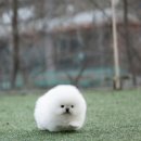 화이트포메라니안 이미지