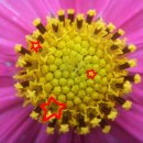 COSMOS/별,꽃 이미지