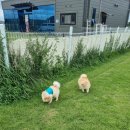 댕댕이의 하루 이미지