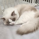 설렘고양이카페 이미지