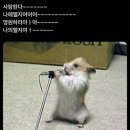 딱스 이미지