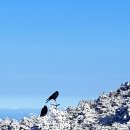 제11차 한라산특별산행 이미지