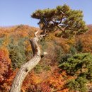 양지고속관광여행사 이미지