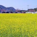 맹방유채꽃마을 이미지