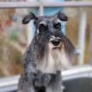 나나애견 이미지