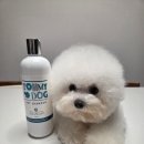 코리아펫 | 강아지샴푸 추천 토미독코리아｜약산성 천연 펫샴푸 사용 후기