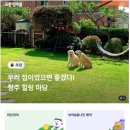 요요요 | 아산글로리마당 반려견 대관운동장 에 포동 멍래블 로 예약해서 다녀왔어요!