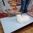 와우 동물농장 이미지