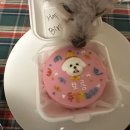 맘마수제간식 | (창원반려동물수제간식) :: 멍스맘마 :: 너무 예쁜 생일케이크 주문 후기