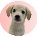 포포(For paw) 이미지