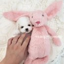 김해 강아지분양 베베몽 이미지