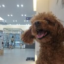 이마트24대구본동점 | 대구수성구 24시동물병원: 안심 또 안심! 본동물메디컬센터 24시수성점 달이 건강검진 후기