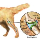 포롱도그 이미지