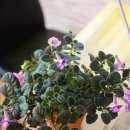 타우르스 이미지