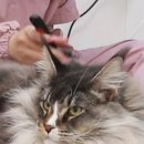 두부두부캣묭실 이미지