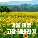 해바라기농장 | 고창 해바라기와 메밀 꽃 이야기 -직접다녀온 주차, 포토존 그리고 가을 해바라기