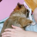 크라운 그루밍 이미지