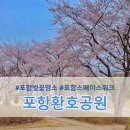 영일사슴 | 포항 벚꽃 명소 현지인 가는 곳 3.31 벚꽃상황