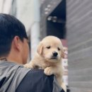 도그메리트 강아지 이미지