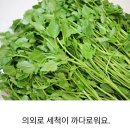 미나리 이미지