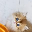 김포고양이분양 맘스캣 이미지