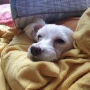 신한동물병원 이미지