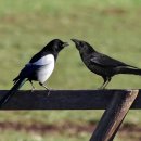 까치(Magpie)와 까마귀(Crow/Raven)