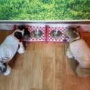 맘마멍냥 이미지