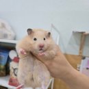 우다다햄쮸 이미지