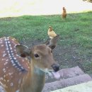 신흥초교 이미지