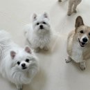 망원견 애견유치원&애견호텔 이미지