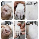 복이네애견 이미지