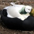 EIDER
