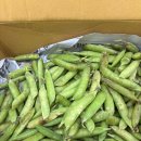 서진농장 | 제철음식 먹기 도전 산지에서 직송되는 서진농장 국내산 햇 완두콩 먹어본 후기