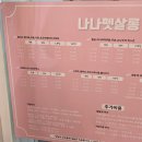 나나펫 | 용인애견미용 말티즈 베이비컷, 드디어 인생샵 찾음! 나나펫살롱