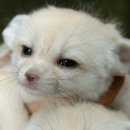 어린왕자 이미지