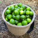 청은농장 이미지