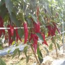 빨간고추 이미지