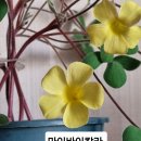 마이바이