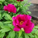 아이리스 이미지