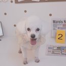 알콩달콩 애견미용실 이미지