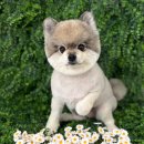 야옹아 멍멍해봐 미용실 이미지