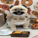 애견미용 이미지