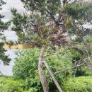 수목 지주목 보수 작업 이미지