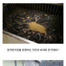 숯불바베큐
