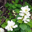 천과나무 이미지